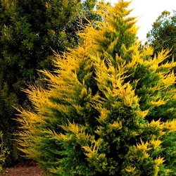 Cupressocyparis leylandii 'Gold Rider'