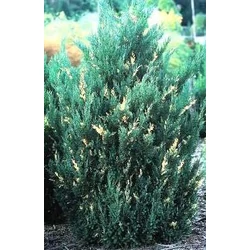 Juniperus chinensis 'Blaauw Variegata'