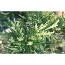 Juniperus sabina 'Szőke Tisza'