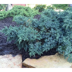Juniperus squamata 'Blue Star'