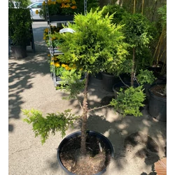 Juniperus virginiana 'Aranyeső'