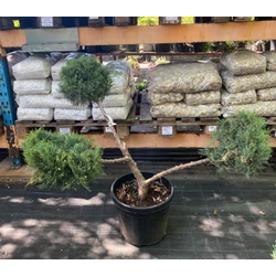 Juniperus virginiana 'Grey Owl'