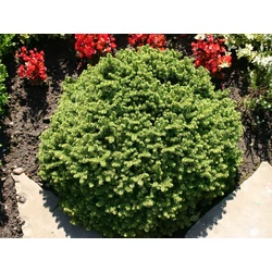 Picea abies 'Little Gem'