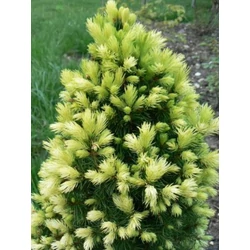 Picea glauca 'Daisy White'