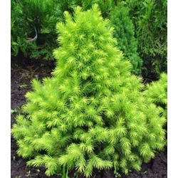 Picea glauca 'Rainbow's End'