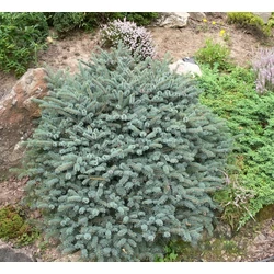 Picea mariorica 'Machala'