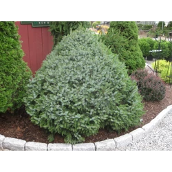 Picea omorika 'Nana'