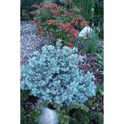 Picea pungens 'Glauca Globosa'