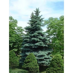 Picea pungens 'Koster'