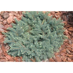 Picea pungens 'Waldbrunn'