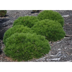 Pinus heldreichii 'Schmidtii'