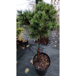 Pinus mugo 'Gnom'