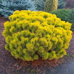 Pinus mugo 'Winter Gold'