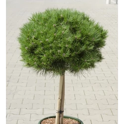 Feketefenyő törpe gömb - Pinus nigra 'Bambino' 30/40cm T80cm FL