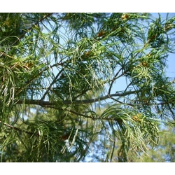 Pinus strobus 'Contorta'