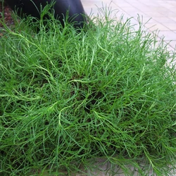 Santolina rosmarinifolia