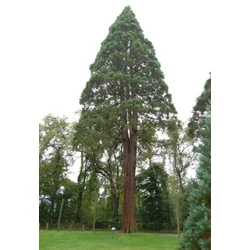 Sequoiadendron giganteum