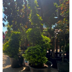 Taxus baccata 'Elegantissima'