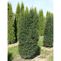 Taxus baccata 'Overeynderii'