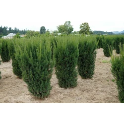 Taxus media 'Hicksii'