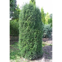 Taxus media 'Hillii'