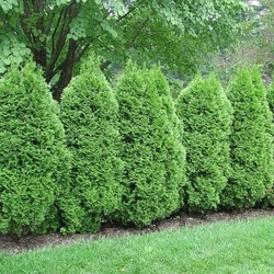Thuja occidentalis 'Green Egg'