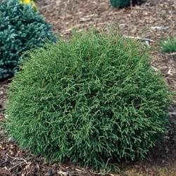 Thuja occidentalis 'Mr. Bowling Ball'