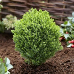 Thuja occidentalis 'Teddy'