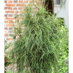 Thuja orientalis 'Balaton'
