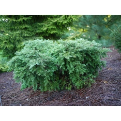 Tsuga canadensis 'Jeddeloh'