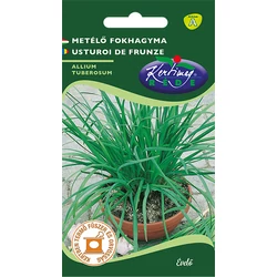 Allium schoenoprasum