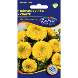 Tagetes erecta