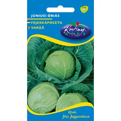 Brassica oleracea  'Júniusi óriás'