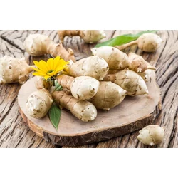 Helianthus tuberosus