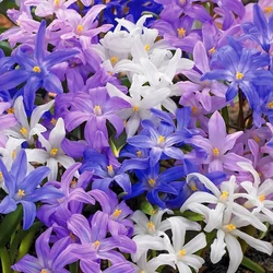 Chionodoxa mix