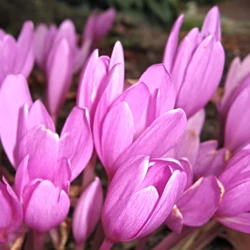 Colchicum 'Giant'