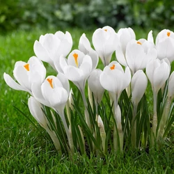 Crocus 'Large Flowering Jeanne d'Arc'