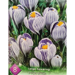 Crocus vernus 'Pickwick'
