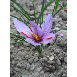 Crocus sativus