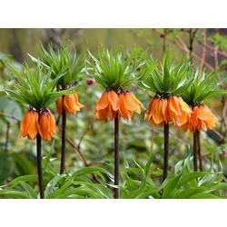 Fritillaria imperialis 'Aurora'