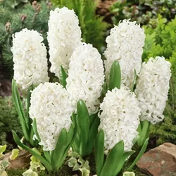 Hyacinthus orientalis 'Carnegie'