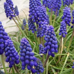Muscari armeniacum