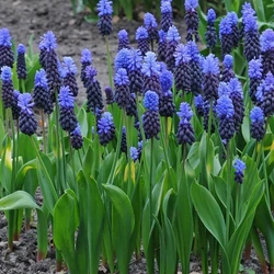 Muscari latifolium