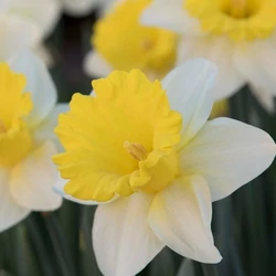 Narcissus 'Goblet'