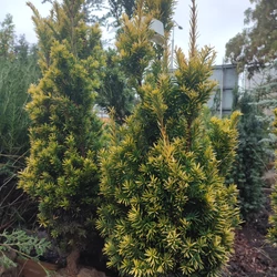 Tiszafa közönséges aranysárga - Taxus baccata 'Aranysüveg' 60/80cm FL