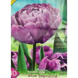 Tulipa 'Triumph Synaeda Blue'