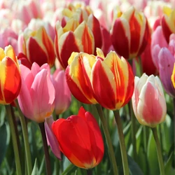 Tulipa 'Darwin' mix