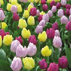 Tulipa trio 'Prince mixed'