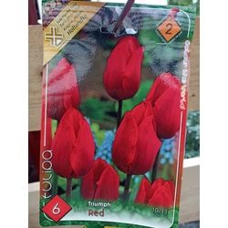 Tulipa 'Triumph Couleur Cardinal'