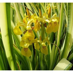 Nőszirom mocsári sárga, tarka levelű - Iris pseudacorus Variegata 20/30cm K14cm